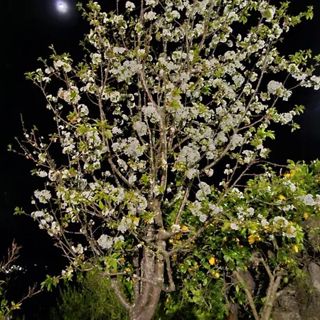 A Сasa de vacaciones